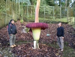 Tingginya 3,4 Meter, Bungai Bangkai Mekar Sempurna di Kebun Raya Cibodas-Cianjur