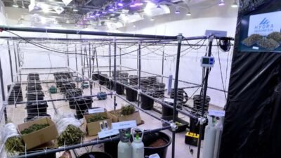 3 WNA Pengendali Laboratorium Narkoba Rahasia di Bali Diungkap Polri