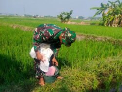 Babinsa Pandaan dan Petani Lakukan Pemupukan Padi Bersama