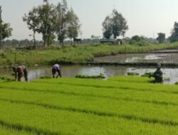 Babinsa 06/Nguling Berjibaku dengan Lumpur Demi Petani