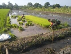 Babinsa Koramil 0819/03 Kraton Siapkan Benih Padi ke Petani
