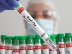 Orang Pertama Wafat di Dunia Akibat Jenis Flu Burung Baru Diumumkan WHO