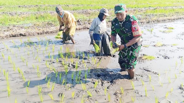 Serda Haryono, Babinsa Koramil 0819/25 Gadingrejo, terjun langsung ke sawah bersama petani untuk melakukan penanaman padi.