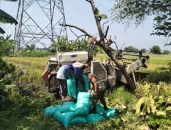 Dukung Program Pemerintah, Babinsa Koramil 0819/20 Gempol Panen Padi bersama Petani 