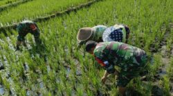 Serda Alfian, Babinsa Pekangkungan anggota Koramil 0819/14 Gondangwetan melaksanakan pendampingan penyiangan padi
