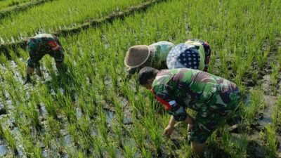 Bantu Petani Tingkatkan Hasil Panen, Babinsa Dampingi Penyiangan Padi