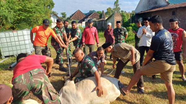Kodim 0819 Pasuruan di bawah pimpinan Dandim Letkol Arh Noor Iskak, menggelar penyembelihan hewan kurban. 