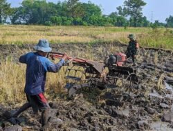 Penuh Semangat, Serda Santoso Bantu Warga Membajak 