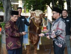 Presiden Salurkan Bantuan Sapi Kurban ke Seluruh Provinsi