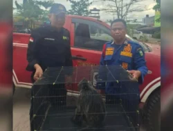 Lutung Tersengat Listrik di Sampit-Kalteng Dievauasi BKSDA