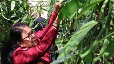 Kakanwil Kemenkumham Bali, Pramella Yunidar Pasaribu, melakukan panen perdana tanaman vanili di Lapastik Kelas II Bangli, Selasa (9/7/2024). (Foto: Kemenkumham Bali)