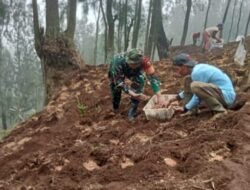 Babinsa Tosari Dampingi Petani Tingkatkan Produktivitas Tanaman Kentang