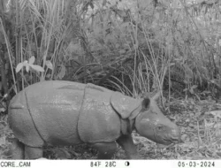 Satu Anakan Badak Jawa Diumumkan KLHK Lahir di TN Ujung Kulon