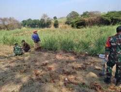 Koramil Gempol-Warga Gelar Penghijauan Berkelanjutan di Aliran Sungai Brantas