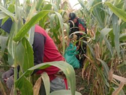 Koramil Kotaanyar Dampingi Panen Jagung Sukseskan Gerakan Antisipasi Darurat Pangan Nasional