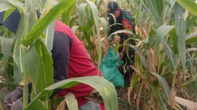 Koramil Kotaanyar Dampingi Panen Jagung Sukseskan Gerakan Antisipasi Darurat Pangan Nasional