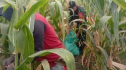 Gerakan Antisipasi Darurat Pangan Nasional, Koramil Kotaanyar Dampingi Kegiatan Panen Jagung