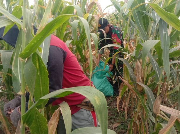 Gerakan Antisipasi Darurat Pangan Nasional, Koramil Kotaanyar Dampingi Kegiatan Panen Jagung