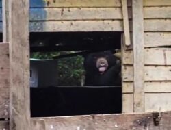 Masuk Permukiman Warga di Lampung Barat, Satwa Beruang Diduga Kelaparan
