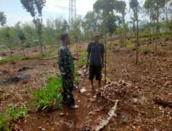 Koramil Kuripan Pantau Lahan Tanaman Jagung Warga Binaan