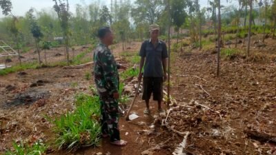 Koramil Kuripan Pantau Lahan Tanaman Jagung Warga Binaan