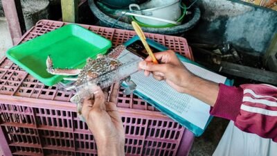 Untuk Perbaikan Rajungan Madura, OSF-MSC Hibahkan Pendanaan Rp1 Miliar Pada APRI