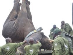 Dalam 50 Tahun, WWF: Populasi Margasatwa di Afrika Susut 76 Persen