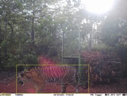 Waspada, Harimau Terekam Kamera Pengawas di Pekon Rawas Pesisir Barat