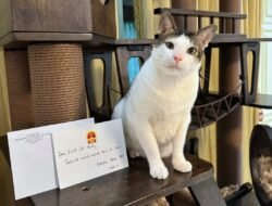 Bobby Kertanegara dapat Rumah Kucing dari Kedubes China
