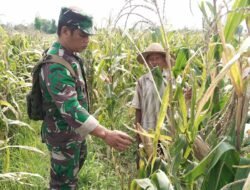 Gerakan Antisipasi Darurat Pangan, Koramil Kotaanyar Lakukan Pendampingan Petani Binaan