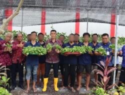 Dukung Ketahanan Pangan, Akhir Tahun Lapas Kerobokan Panen Sayur Pakcoy