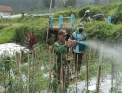 Babinsa Koramil Tutur-Pasuruan Lakukan Penyemprotan Hama Tanaman Cabai Petani