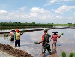 Koramil Kanigaran Lakukan Pendampingan Penanaman Padi