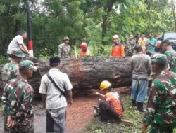 Koramil Sumberasih Bantu Evakuasi Pohon Tumbang