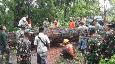 Koramil Sumberasih Bantu Evakuasi Pohon Tumbang