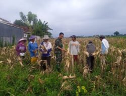 Koramil Kuripan Melakukan Pemantauan Lahan Tanaman Jagung