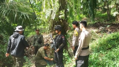 Polres Pesisir Barat dan Instansi Terkait Terus Menggelar Patroli Antisipasi Harimau