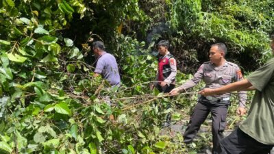 Polsek Bengkunat Evakuasi Pohon Tumbang di TNBBS