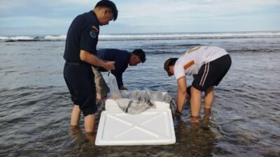 Sat Reskrim Polres Pesisir Barat Tetapkan Dua Tersangka Baru Dalam Kasus Penyelundupan BBL