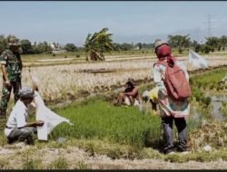 Koramil Maron Melakukan Pendampingan Proses Penanaman Padi