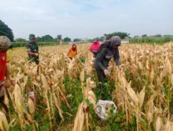 Koramil Kanigaran bantu Petani Memanen Jagung