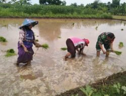 Koramil Bantaran Melakukan Pendampingan Penanaman Padi