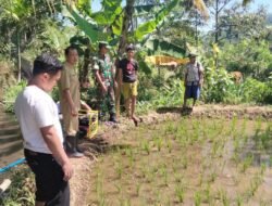 Koramil Tiris Melakukan Pendampingan Penanaman Padi