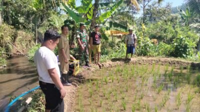 Koramil Tiris Melakukan Pendampingan Penanaman Padi