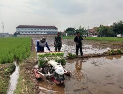 Koramil Dringu Dampingi Penanaman Padi