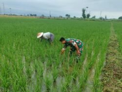 Ketahanan Pangan, Koramil Wonoasih Monitoring Tanaman Padi