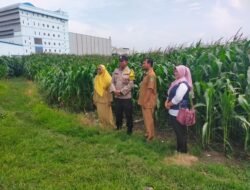 Bersama Gapoktan, Polres Pasuruan Kota Ubah Lahan Kering Jadi Ladang Jagung
