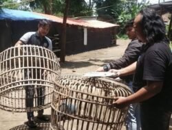Berantas Perjudian, Polres Nganjuk Bongkar Arena Sabung Ayam