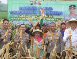 Usai Curhat, Hasil Panen Jagung Diserap Bulog Sesuai HPP