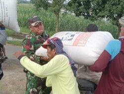 Koramil Maron Lakukan Pendampingan Serapan Gabah Petani